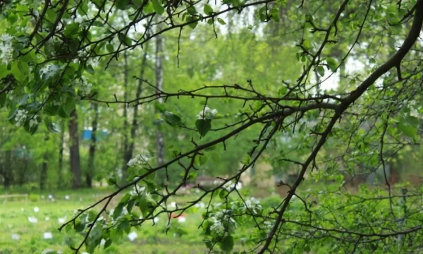 До 27 градусов тепла и дождь обещают жителям Пензенской области 23 мая