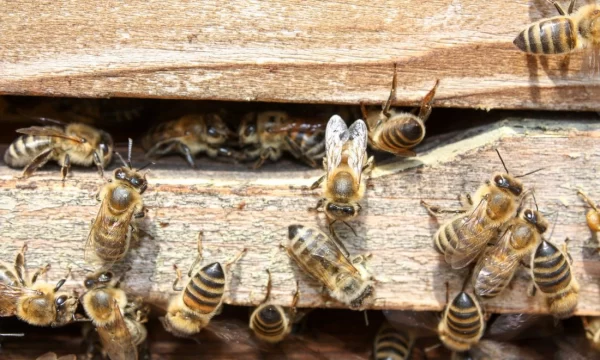 Жителю Пензенской области прислали по почте контейнер с живыми пчелами