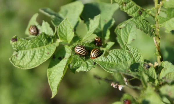 Как предотвратить появление колорадского жука?