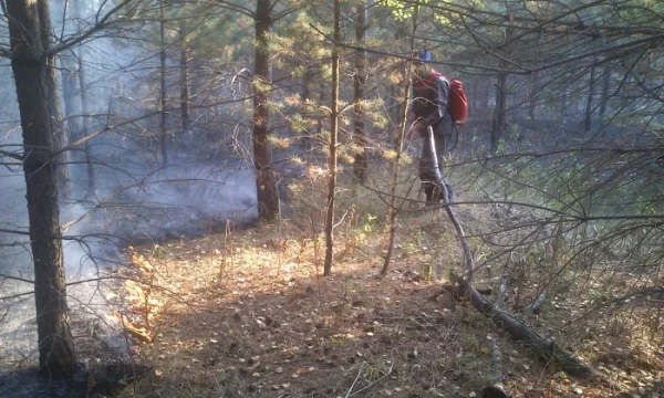 За один день в Сердобском районе ликвидировали два лесных пожара