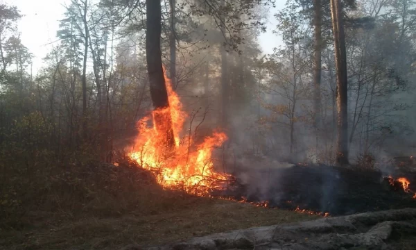 В Пензенской области ликвидировали лесной пожар на площади около 2 гектаров