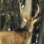 Жителю Сердобского района вынесли приговор за убийство оленя