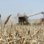 В 2023 году в Пензенской области планируют произвести не менее 2 млн 800 тысяч тонн зерна